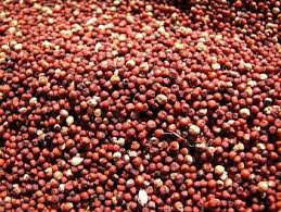 Millet Seed