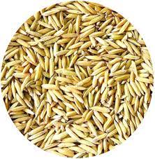 Paddy Seed