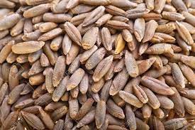Rye Seeds