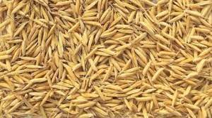 Basmati Seeds