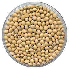 Soybean Seed