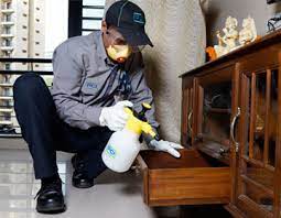 Wood Borer Control Service