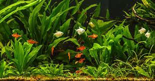 Freshwater Aquarium