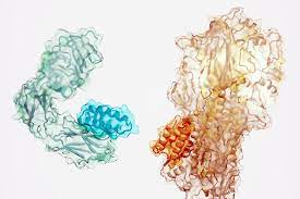Protein Binder
