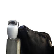 Buffalo Milk