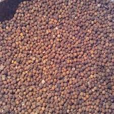 Sandalwood Seeds