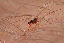 Flea Control Services