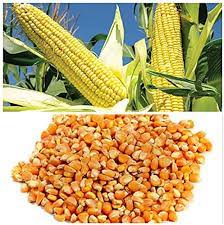 Raw Maize