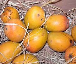 Alphonso Mangoes