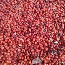 Gloriosa Superba Seeds