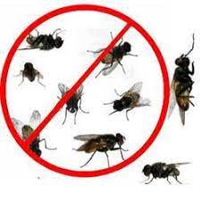 House Flies Control Services
