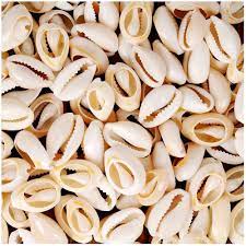 Seashell Beads