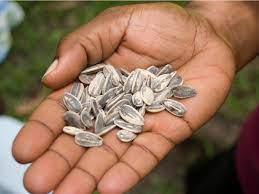 Flower Seeds