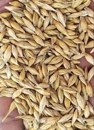 Barley