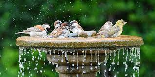 Bird Baths