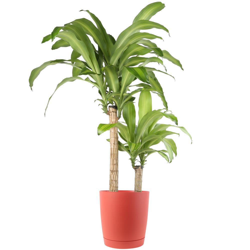 Dracaena Plants