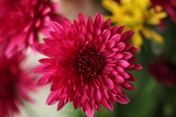 Natural Flowers