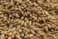 Fodder Seeds