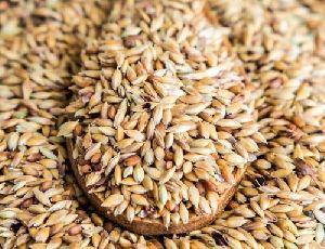 Forage Seeds