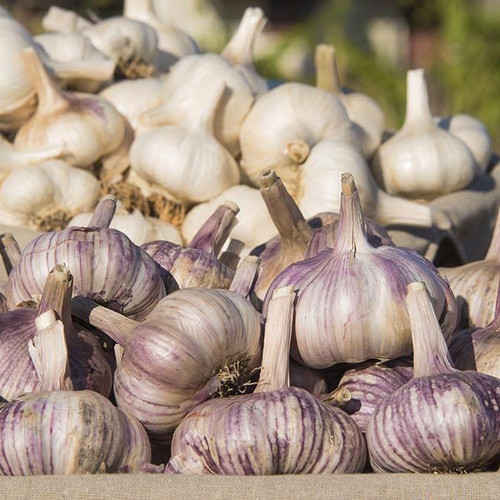 Organic Garlic
