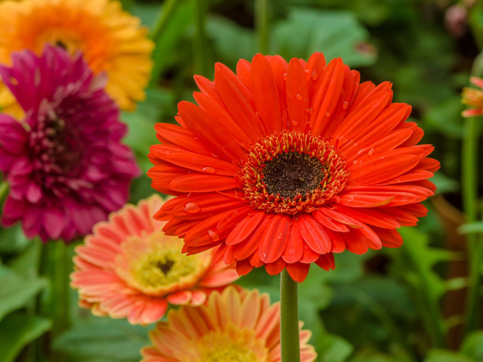 Gerbera Flower