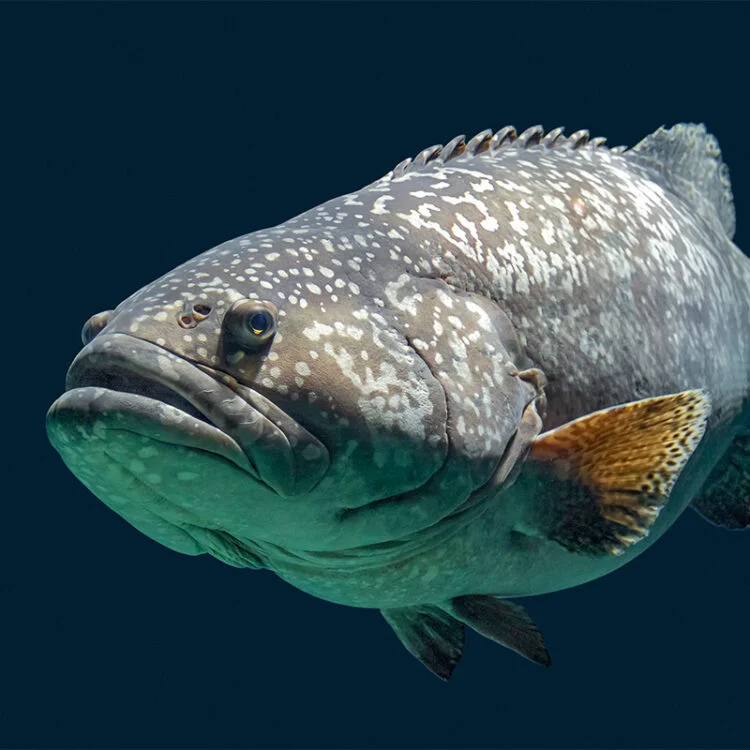 Grouper Fish