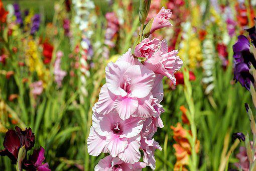 Gladiolus Flower