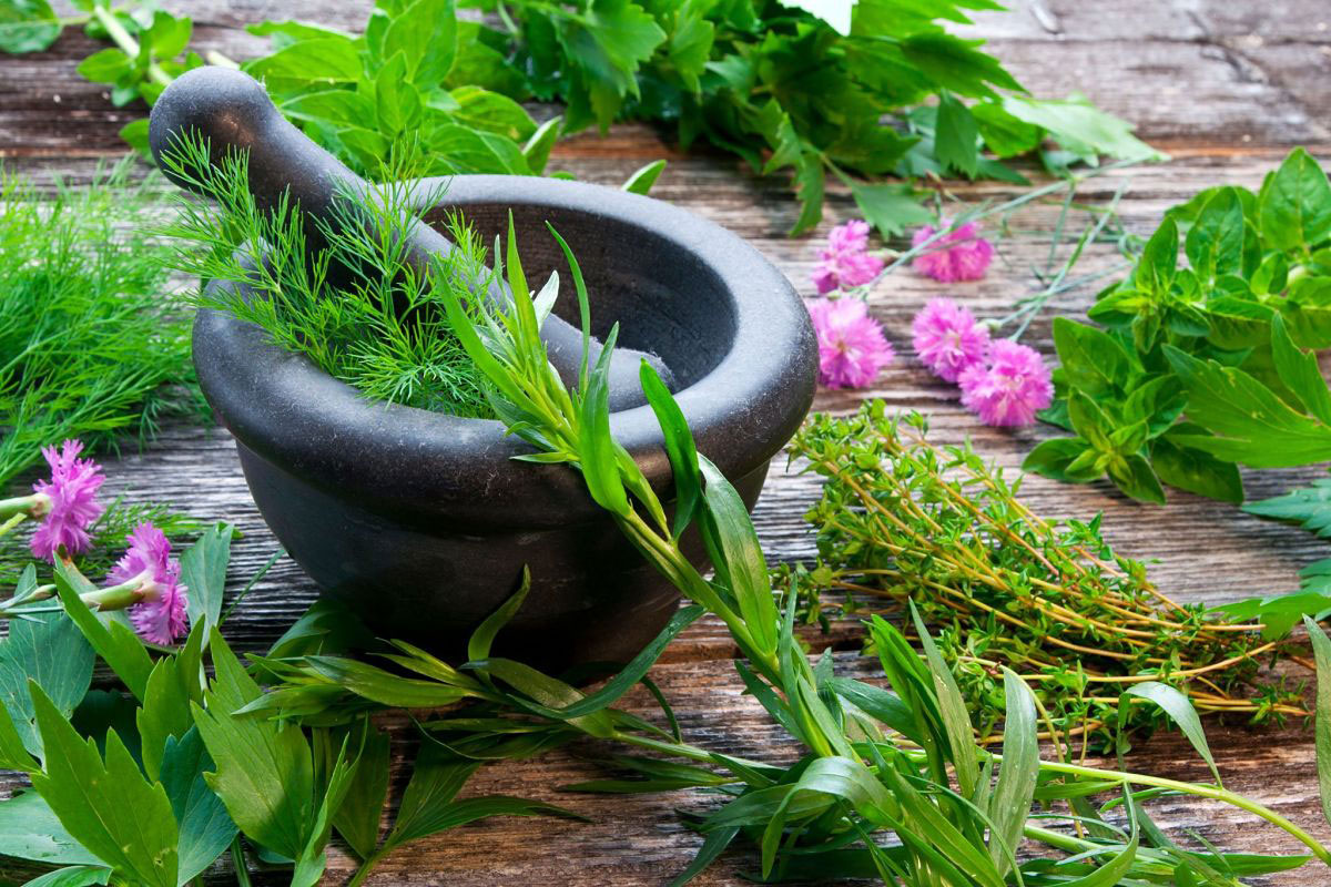 Herbal Plant