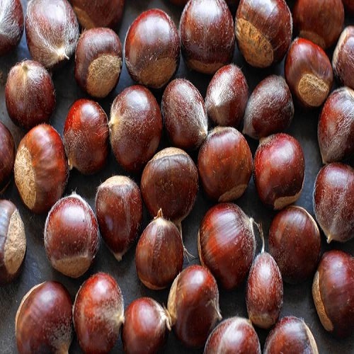 Fresh Chestnut