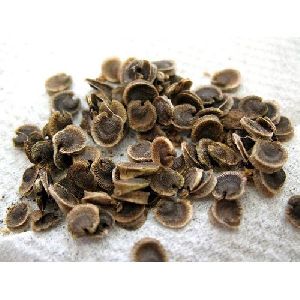 Hollyhock Seeds