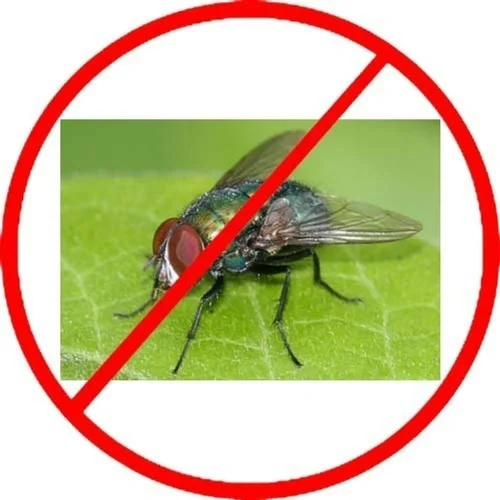 House Flies Control Services