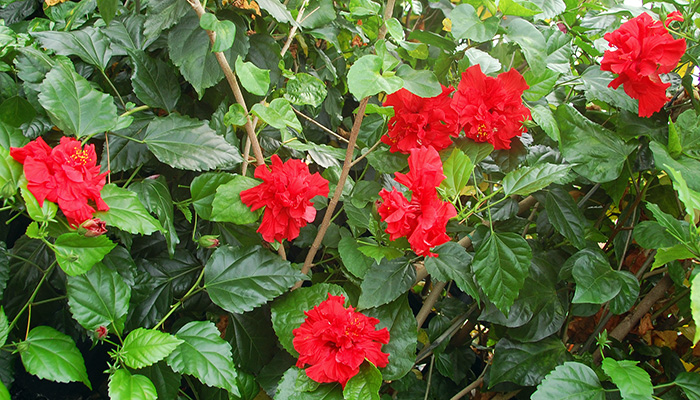 Hibiscus Rosa-sinensis