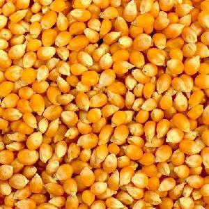 Hybrid Maize Seeds