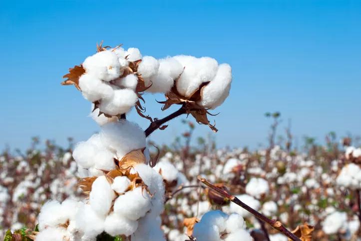 Coloured Cotton