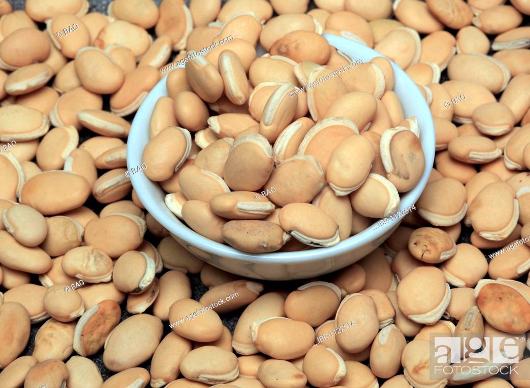 Dolichos Seeds