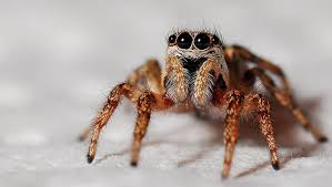 Spider Pest Control