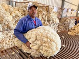 Greasy Wool
