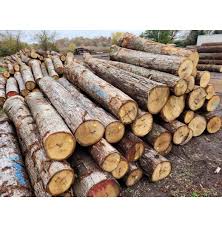 Oak Log