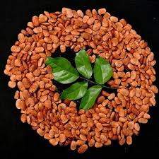 Pongamia Seeds