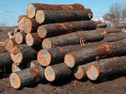 Cherry Wood Logs