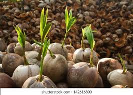 Coconut Seedling