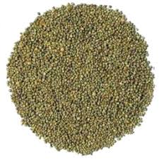 Sugarcane Seed
