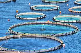 Aquaculture Cage