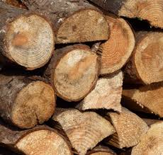 Softwood
