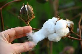 Bt Cotton