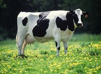 Animal Breeding Service
