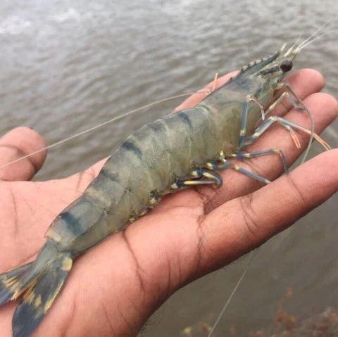 King Prawn Black Tiger