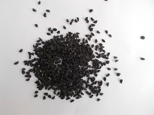 Leek Seed