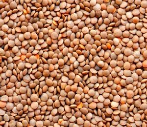 Lentil Seeds