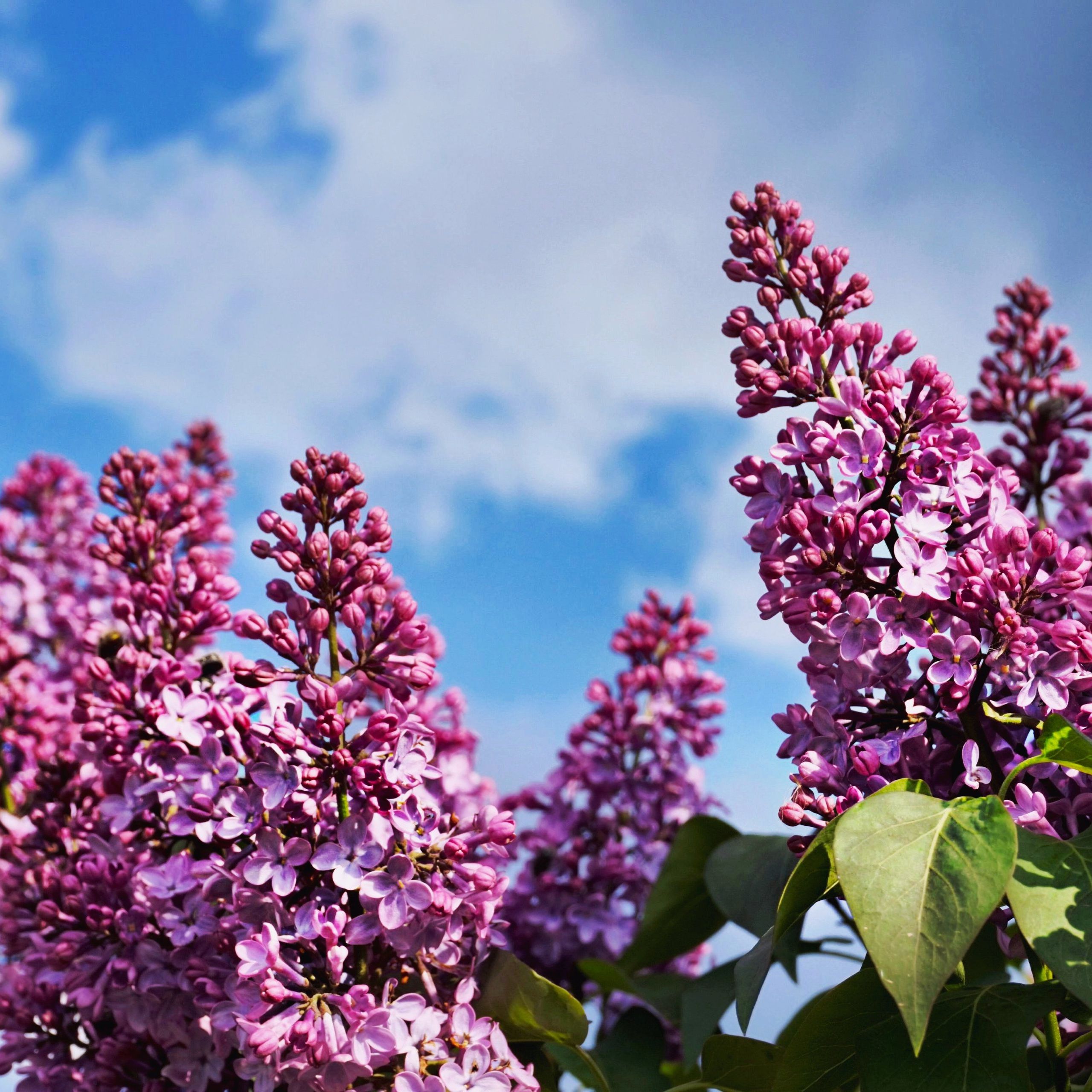 Ornamental Shrubs